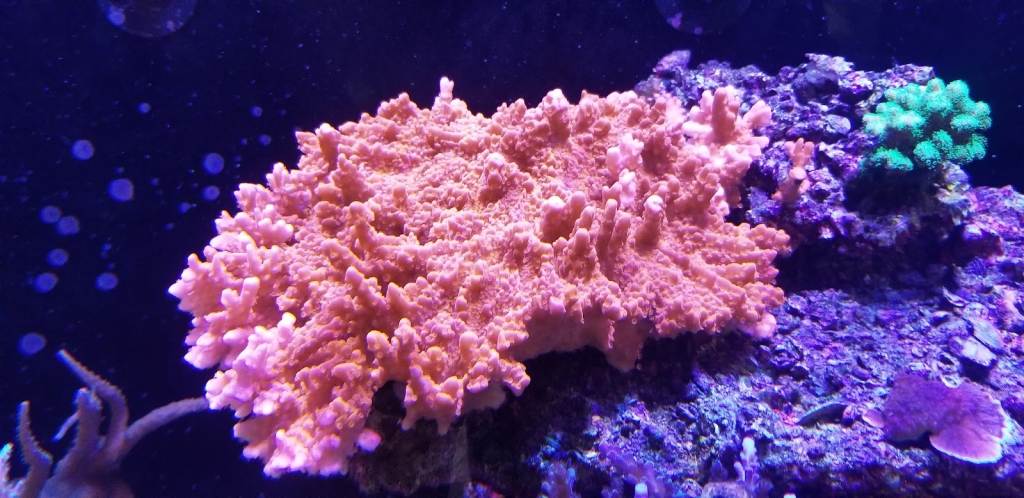 Living Art Aquatic Design, Inc.