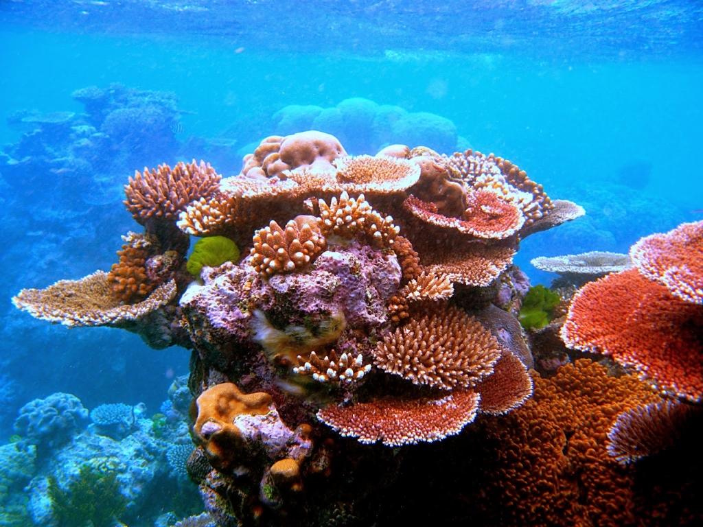 Aquarium Depot