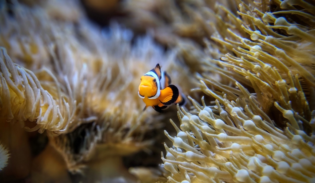 Centro de Conservación de Acuarios y Reptiles de la Fundación Boyd
