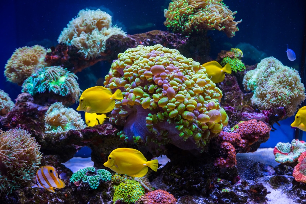 Aquatic Fantasy