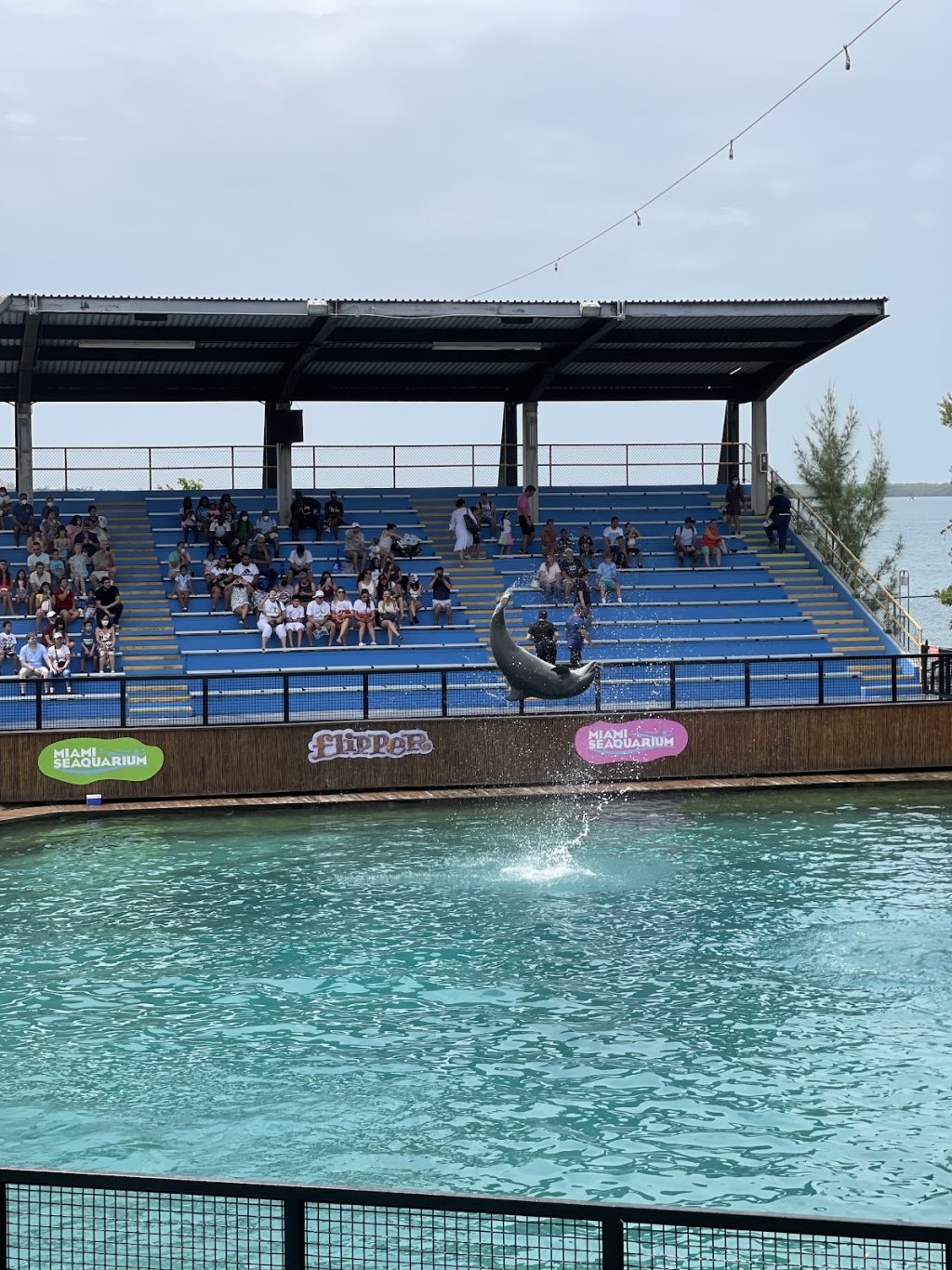 Show de Flipper