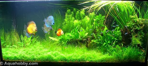 Acuario Sol