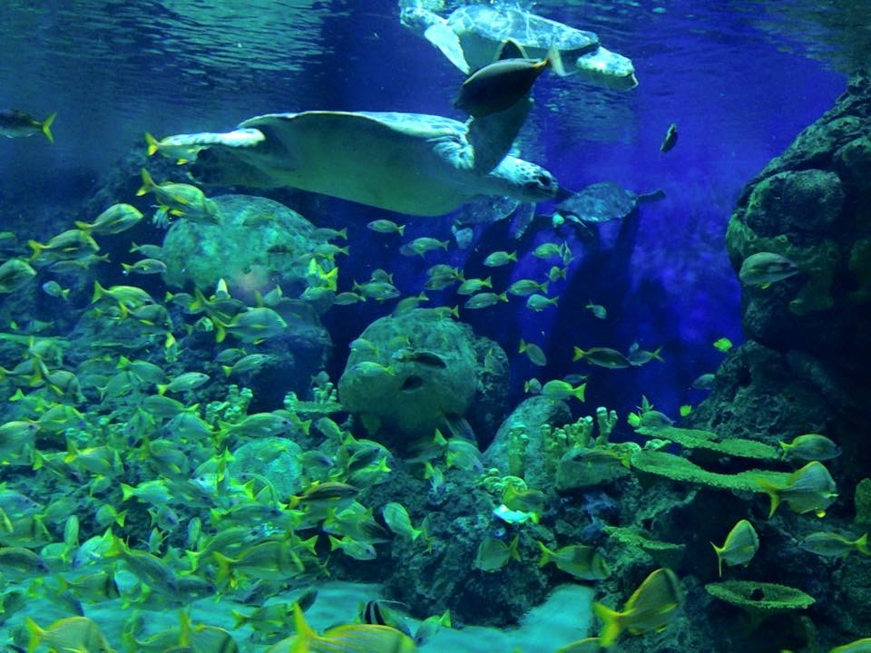 Freshwater Aquarium
