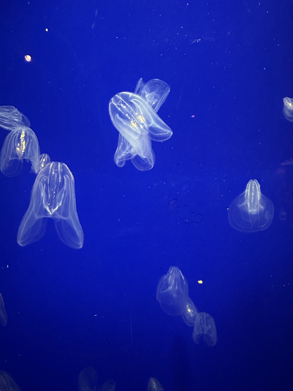 Mirador del Este en el Acuario de Pine Knoll Shores