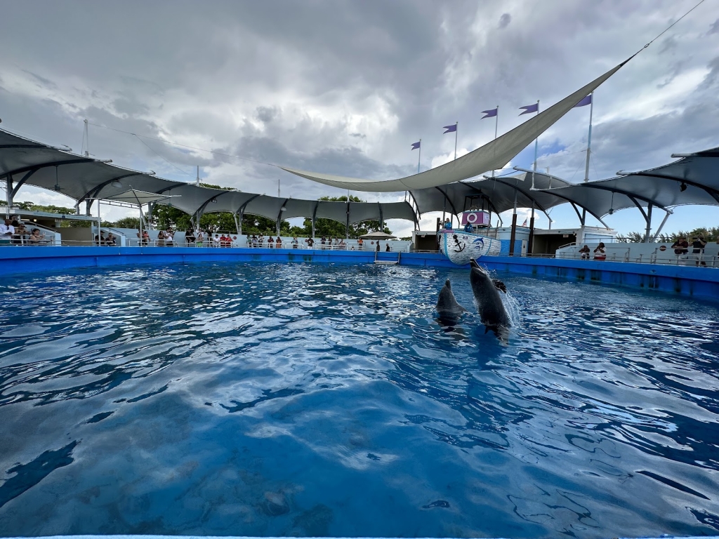 Top Deck Dolphin Show