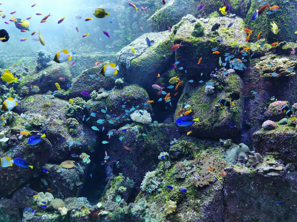 El Acuario de las Cámaras Perdidas en Aquaventure World