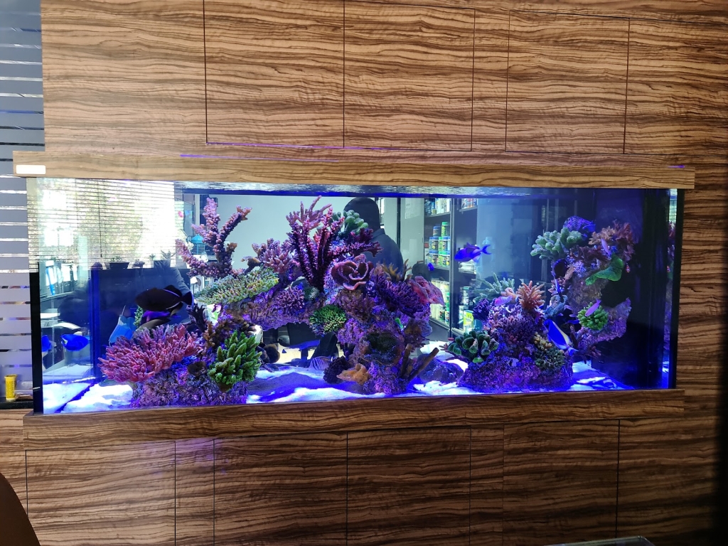 Water Wonders Aquarium L.L.C