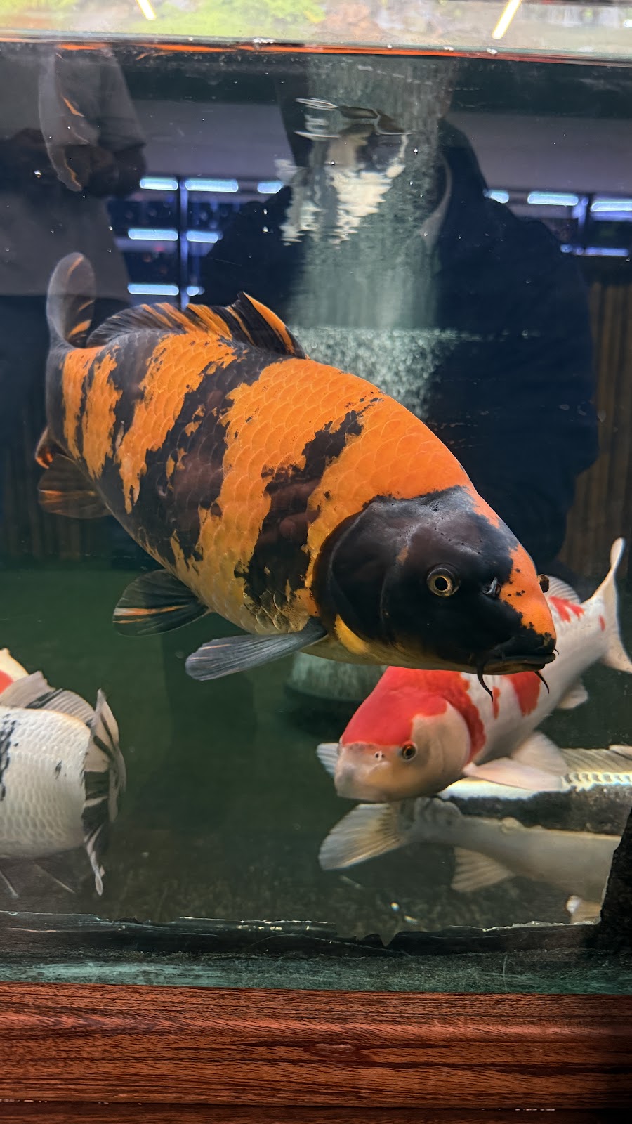 Koi Planet LLC