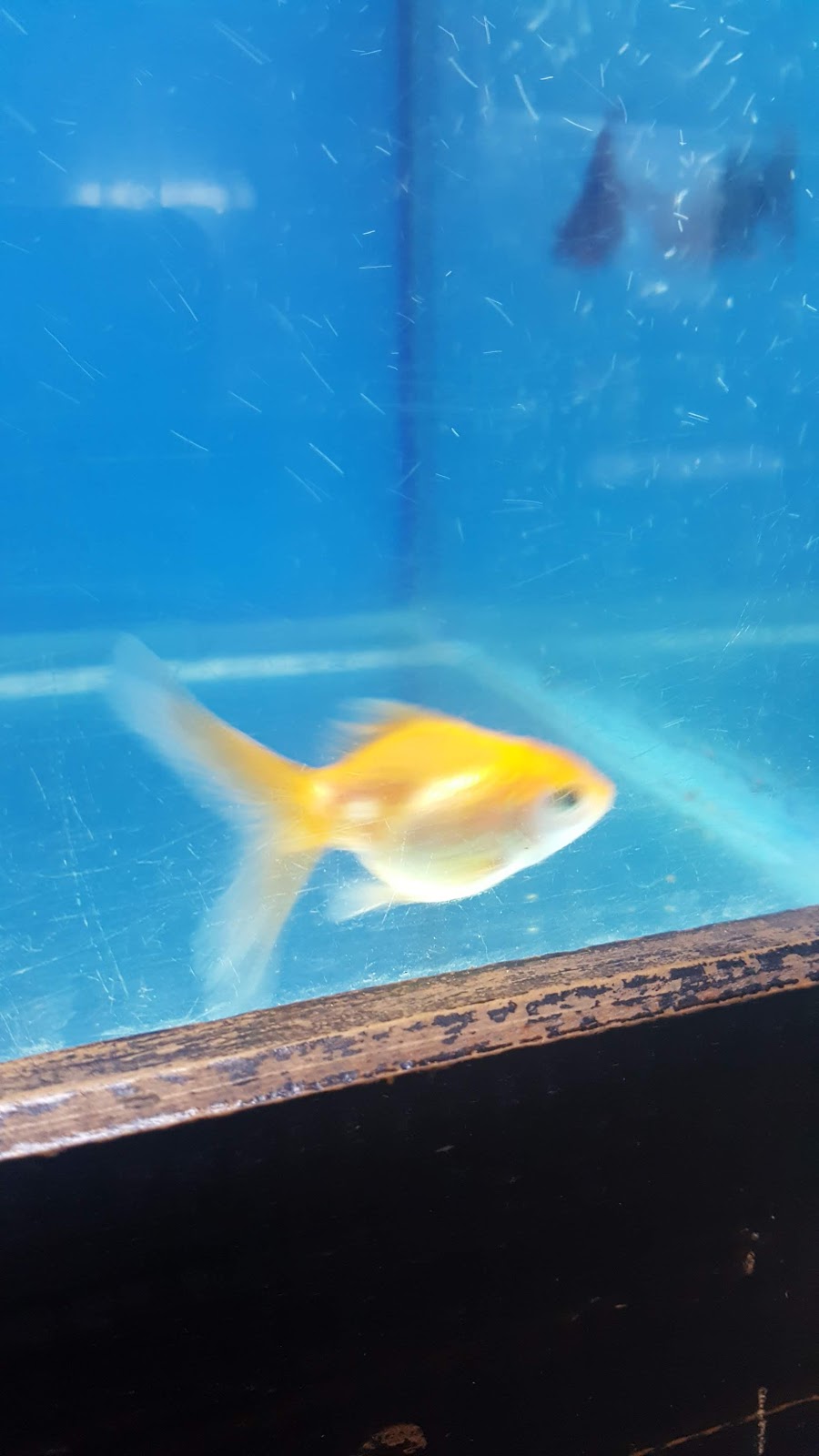 Acuario CORAL