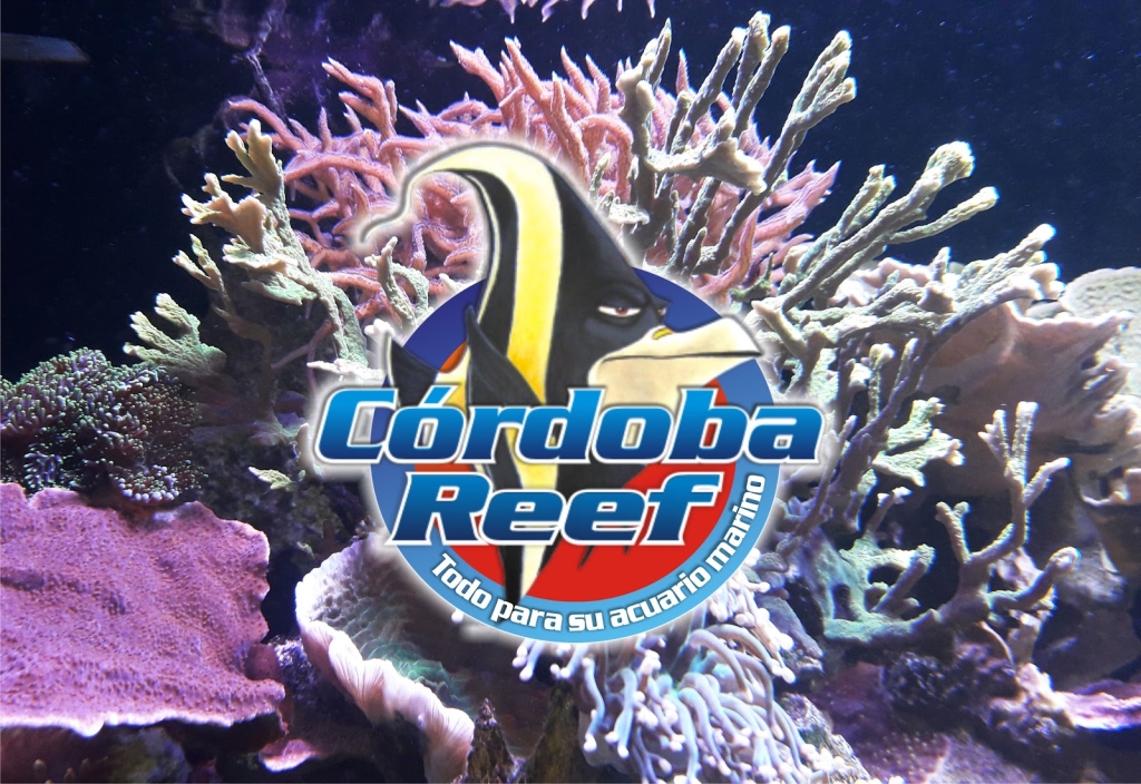 Arrecife de Córdoba