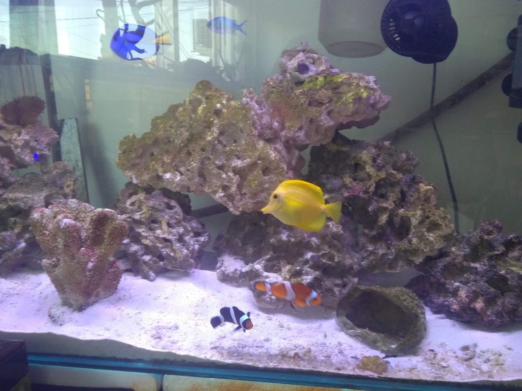 Acuario Alevines