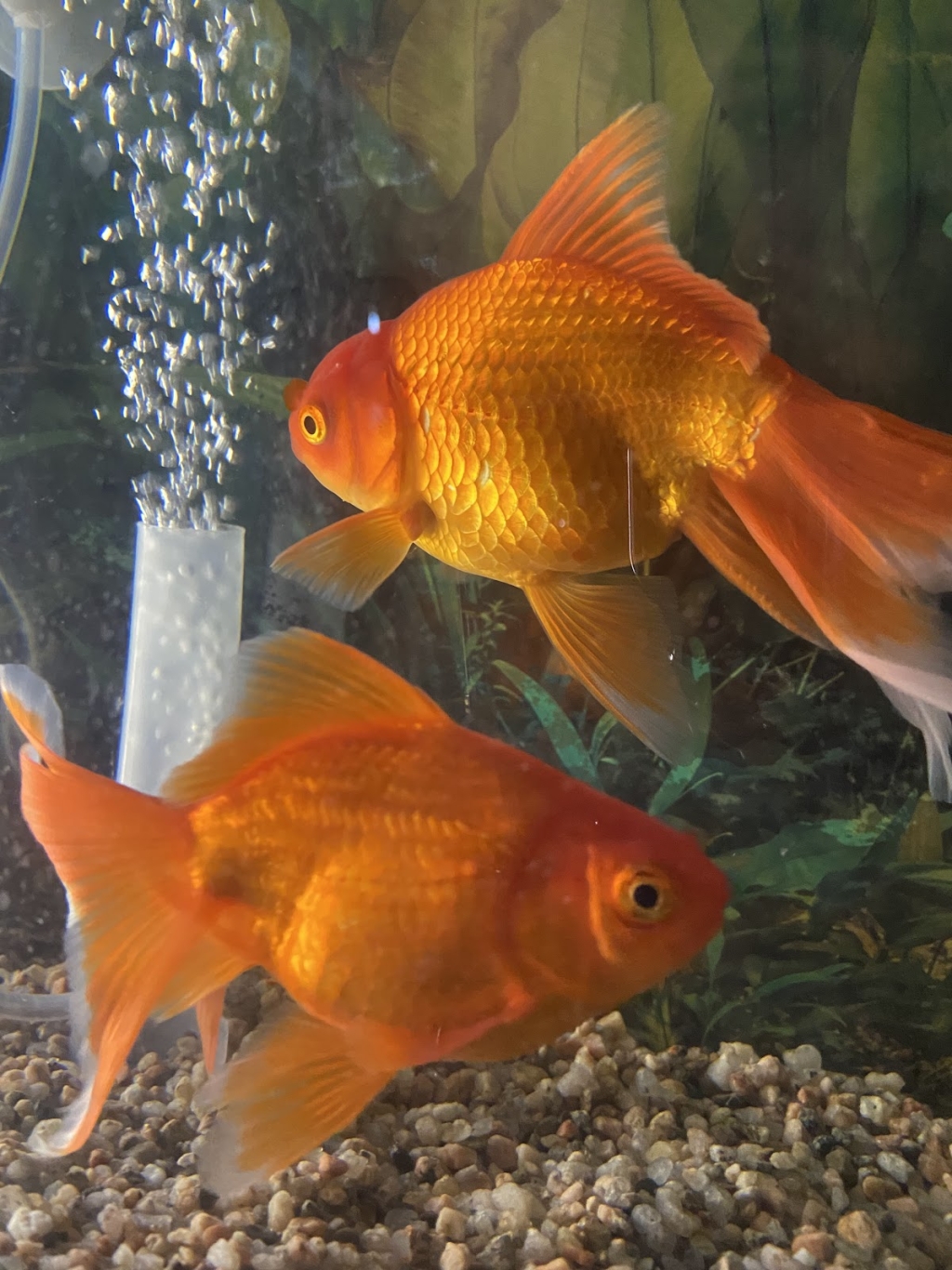 Acuario Hipama