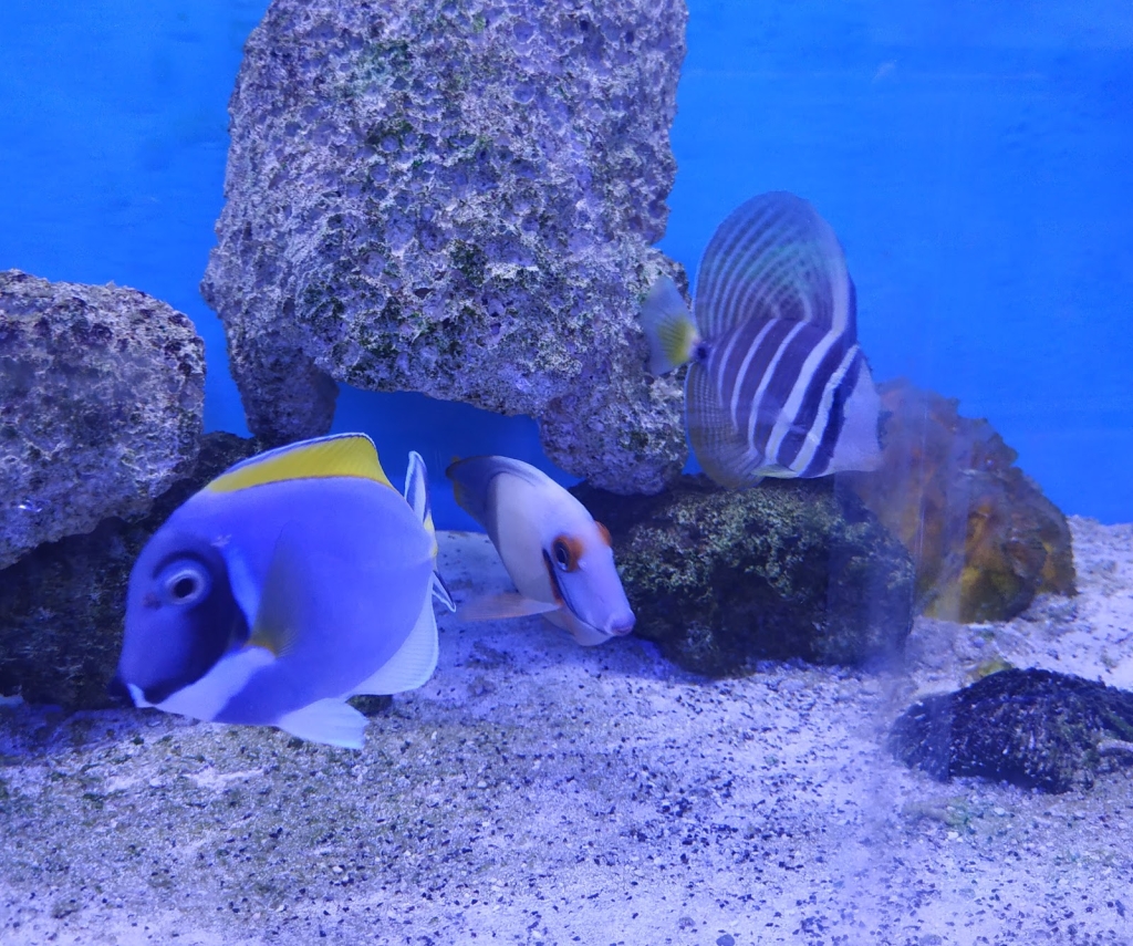 Small Reef Acuario