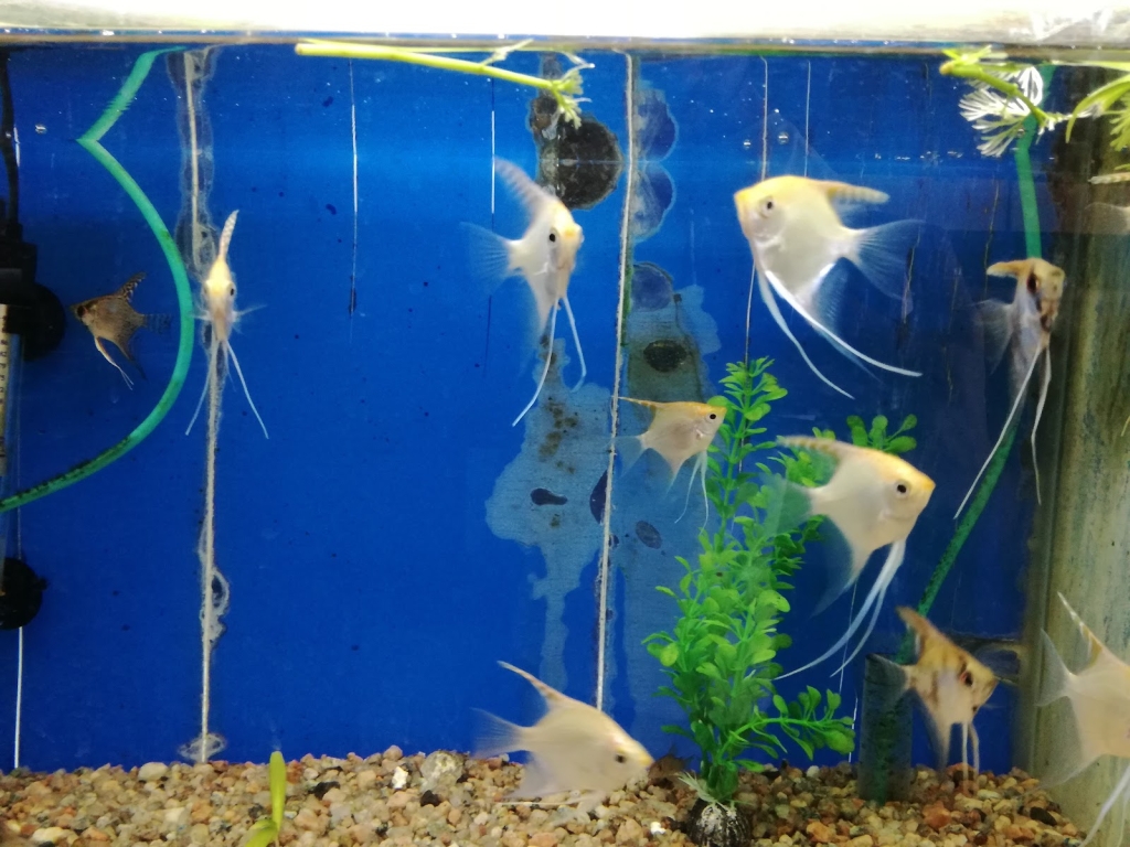 Bloodparrot Aquarium