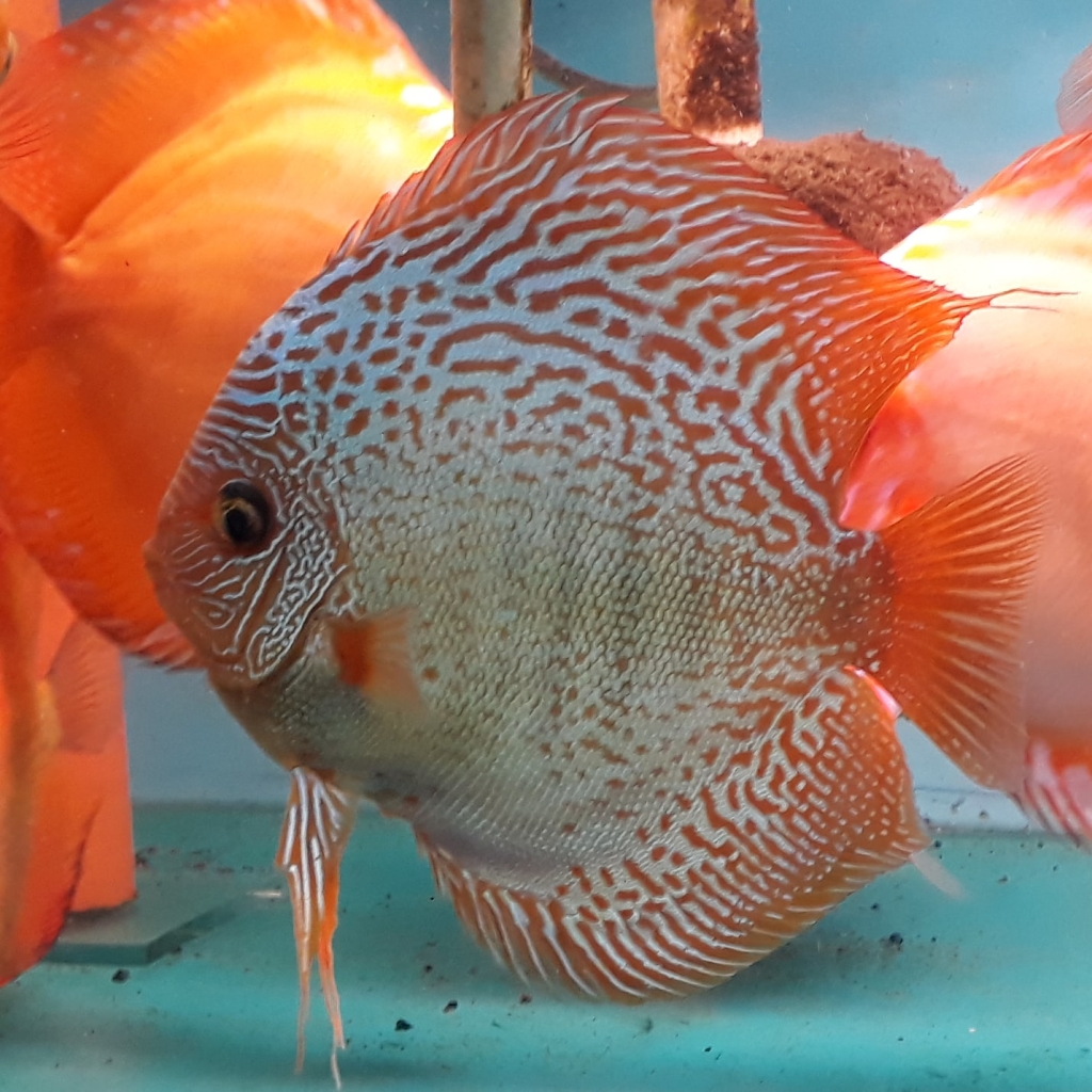 Discus Gabychan