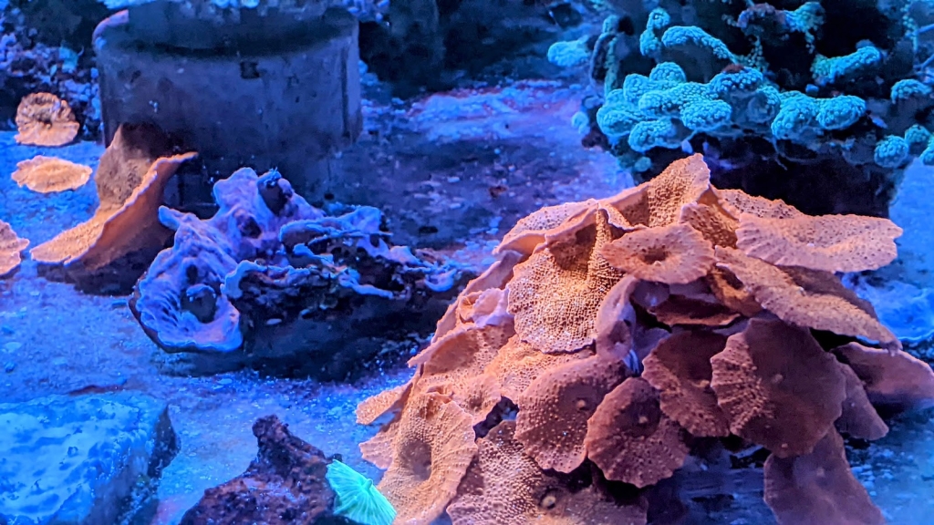 Argentina Corals