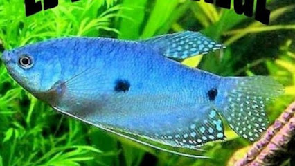 AQUARIUM THE BLUE TRICHO