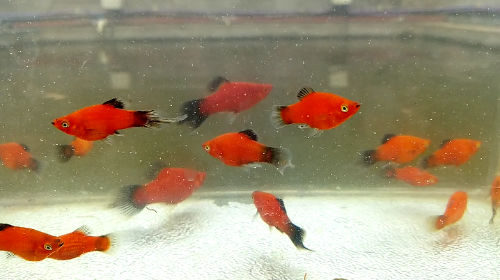 Acuario Fish