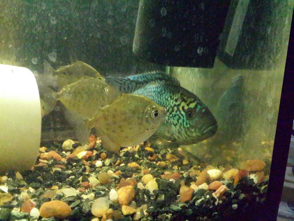 SUR AQUARIUM AND PET SUPPLIES