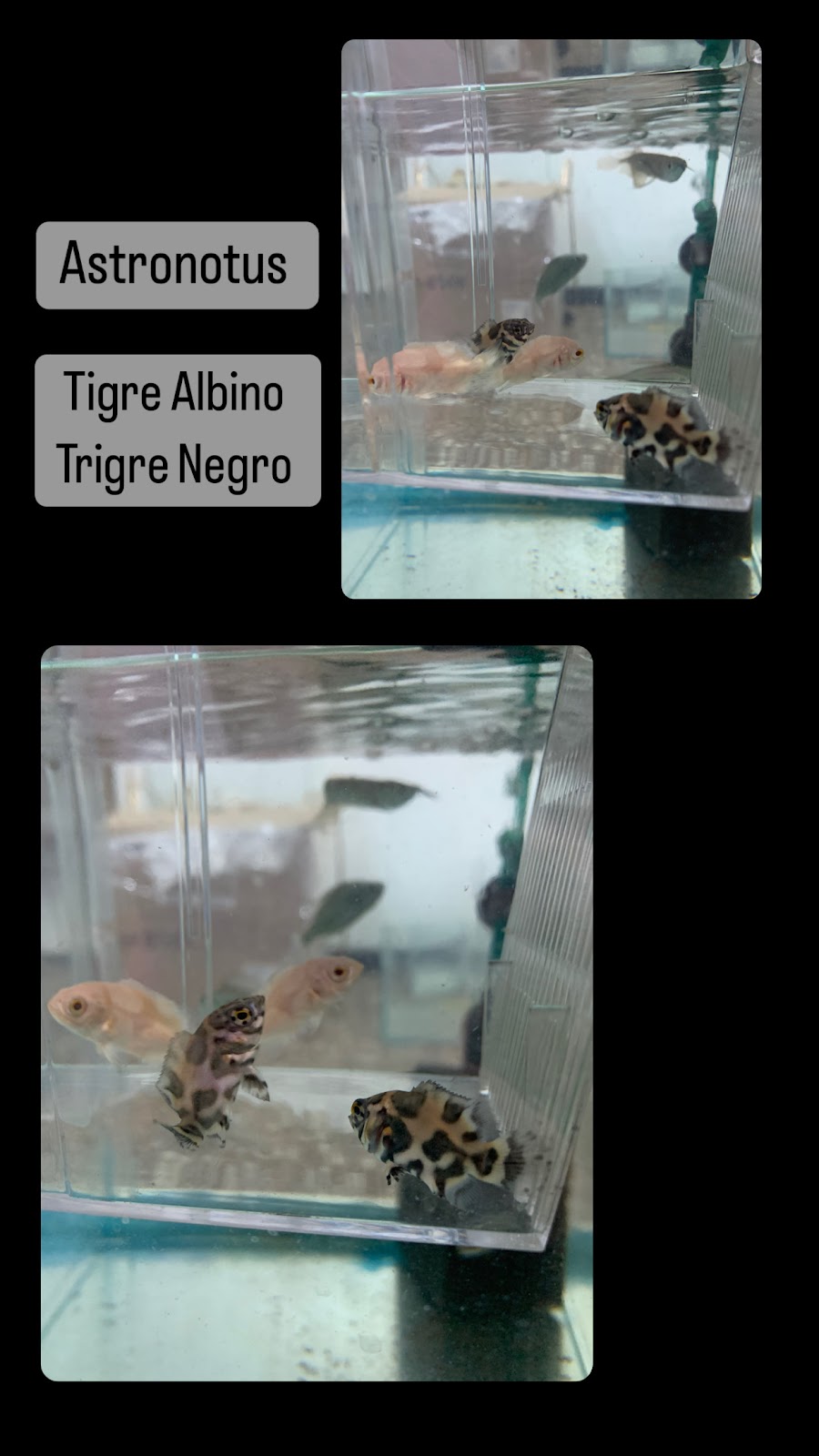 Bikini Bottom Aquarium