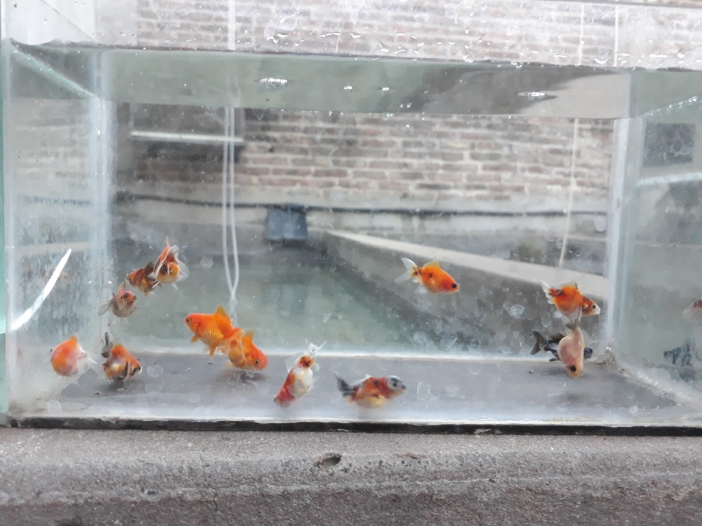 Gabriel and Daniel Fish Hatchery