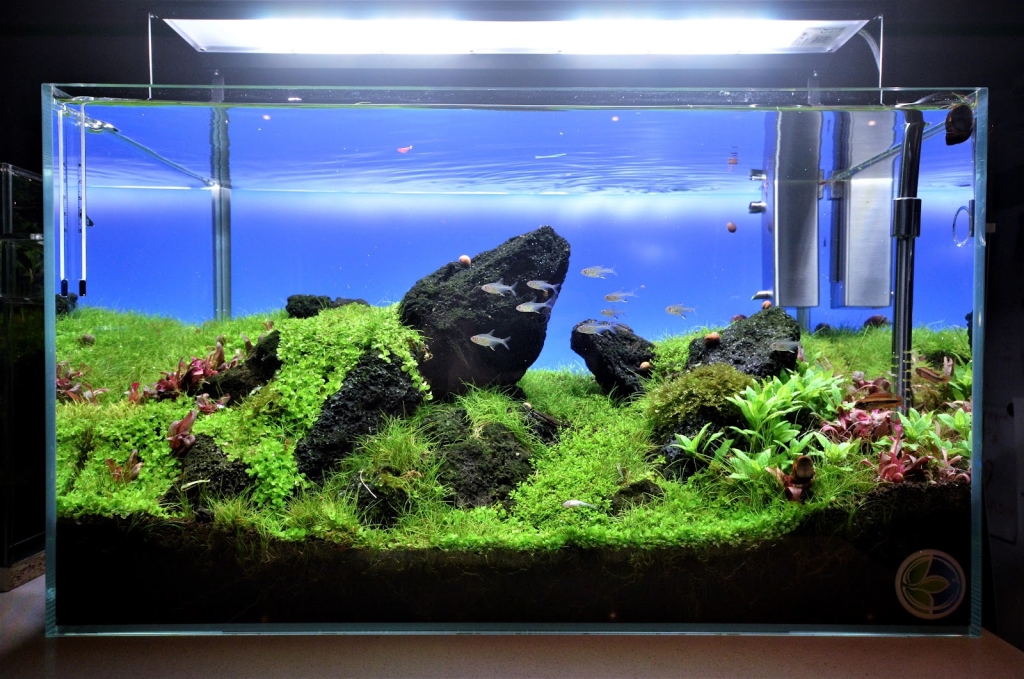 Aquascaping Charleroi BY APPOINTMENT ONLY or notify 30 minutes in advance.