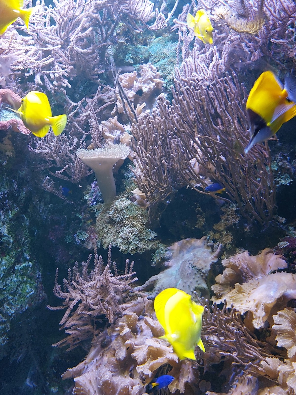 Château de Cambron Aquarium