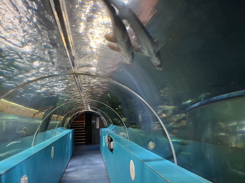 Acuario de los Lagos