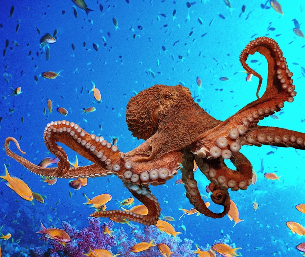 Acuario Blue Reef Newquay