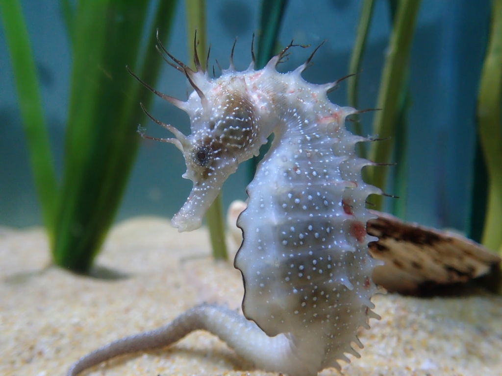 Zoo Marino de Anglesey