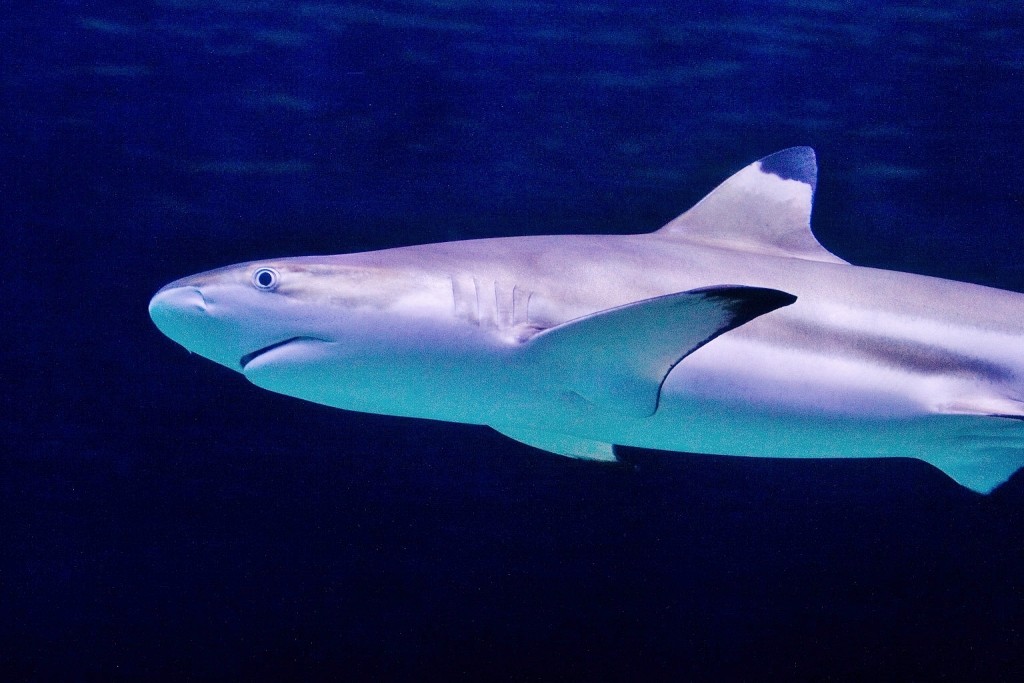 Acuario de Hastings