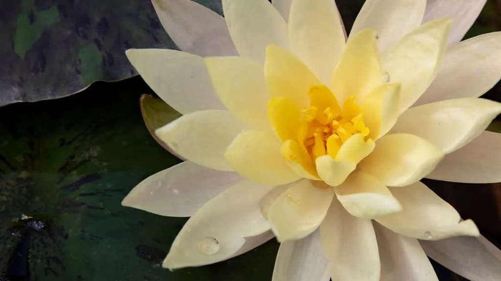 Lincolnshire Pond Plants Ltd
