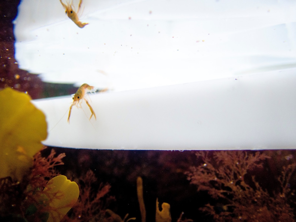 Hatchery Nacional de Langosta