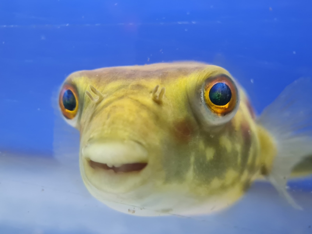 Las personas del acuario