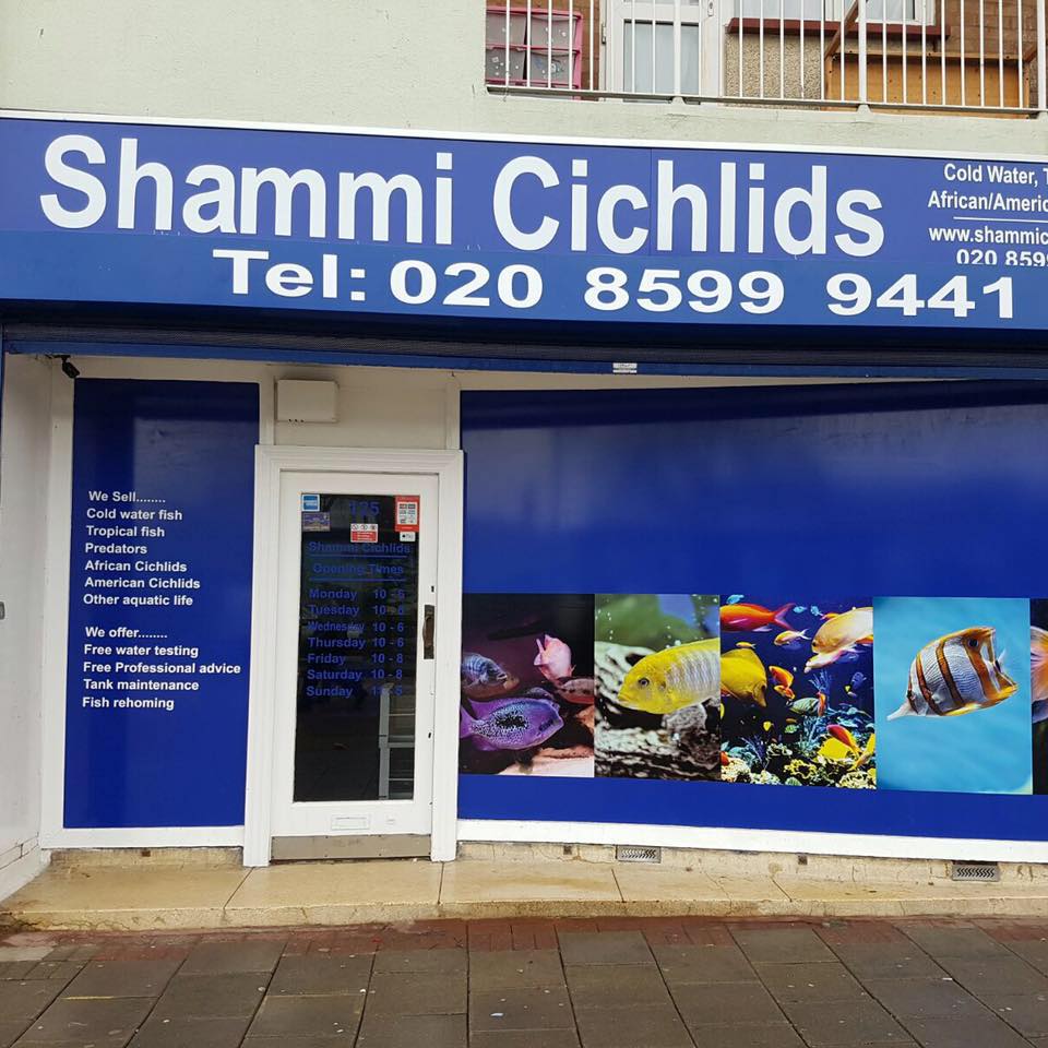 Acuáticos Shammi Cichlids