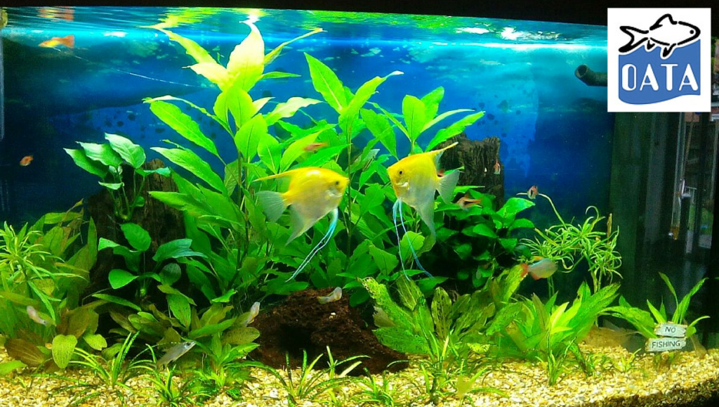 Mr Aquarium, Maintenance Services