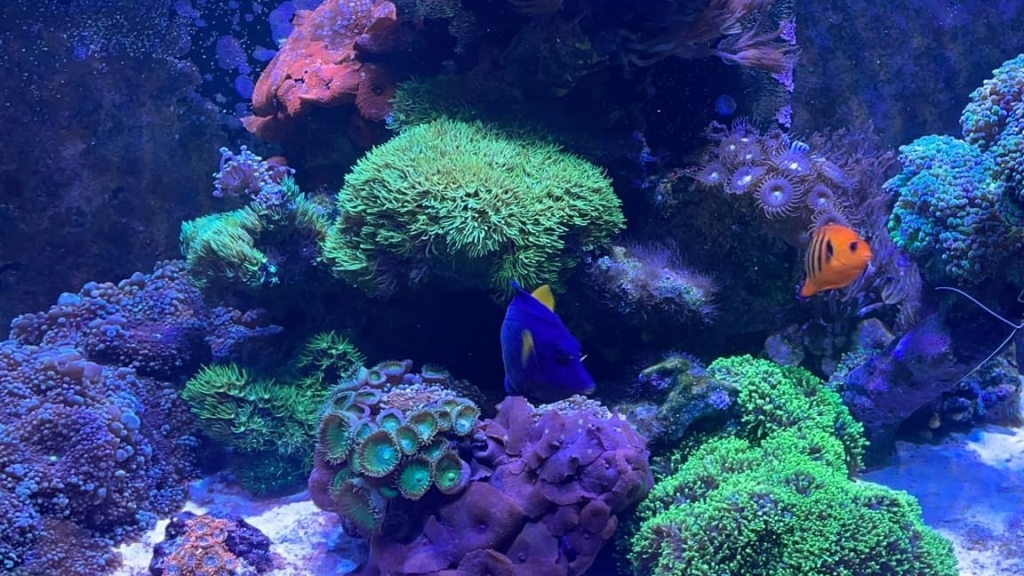 SB Fish Tank Maintenance