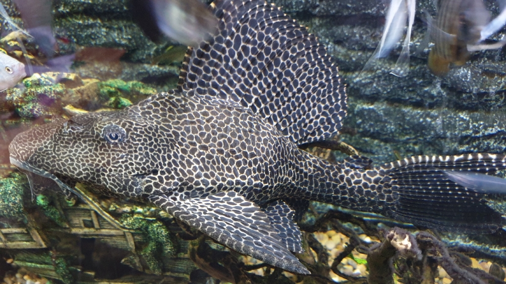 Fish House Barnsley (appointments only)