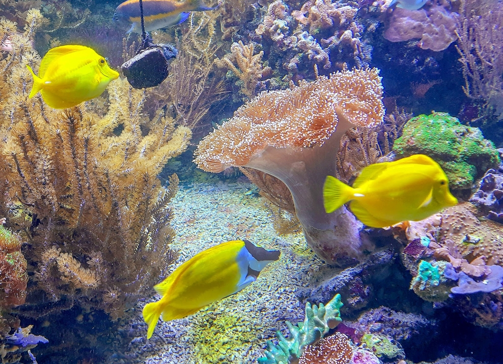 Acuario de Wilhelmshaven incluido el Museo del Mar Prehistórico