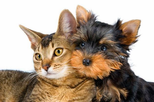 Clinica Veterinaria Savega
