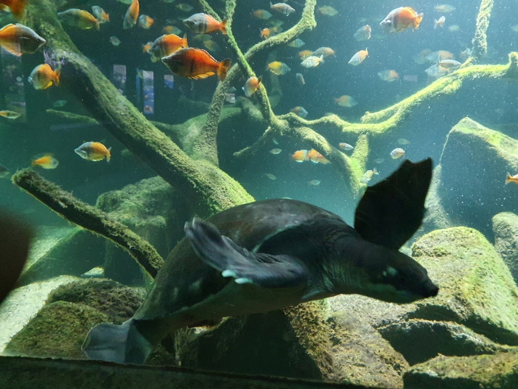 Acuario