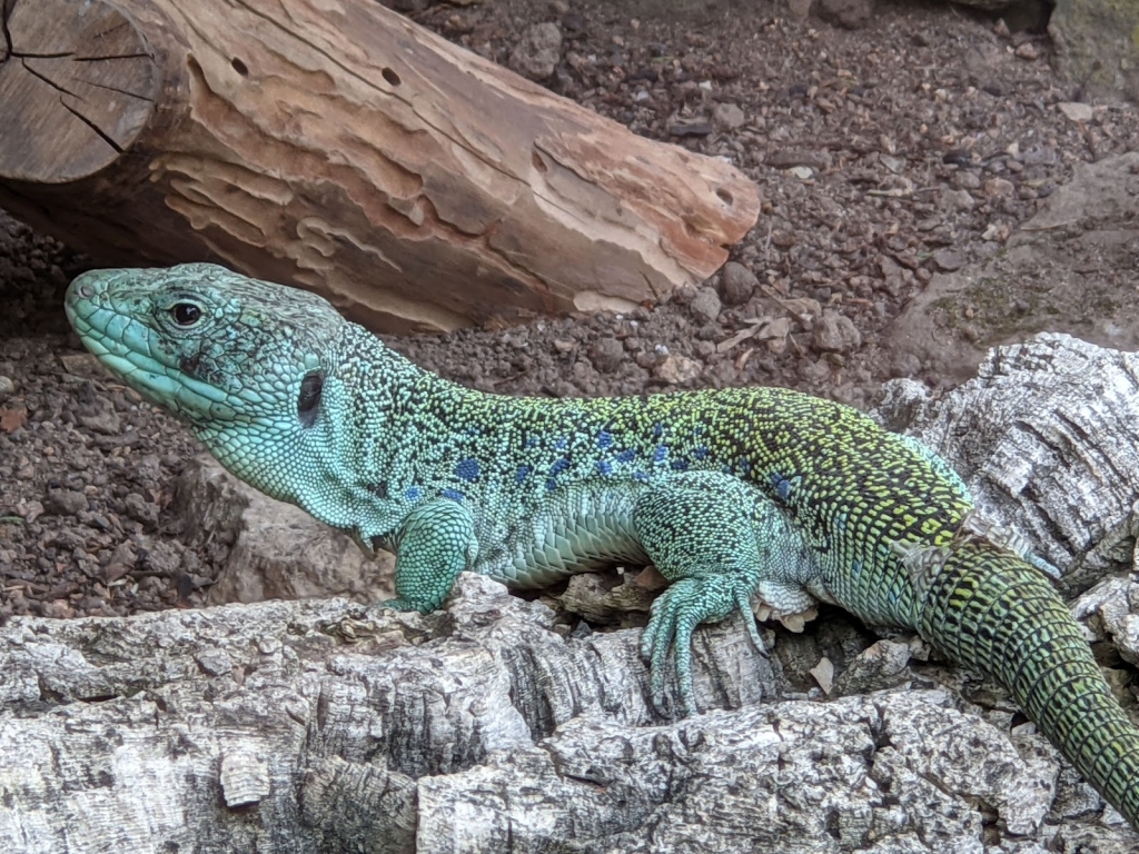 Acuario y Terrario al Aire Libre