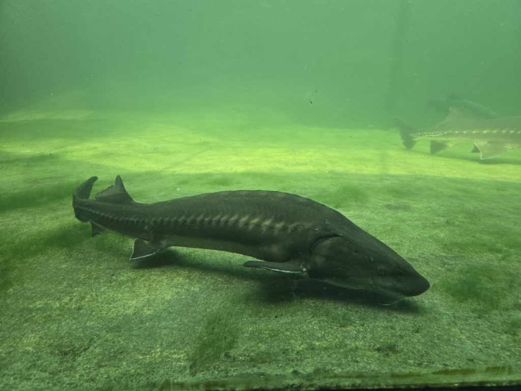 Acuario NaturaGart