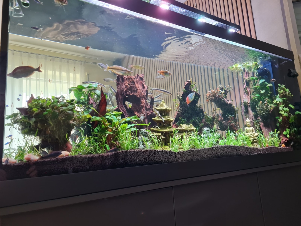 Fishtopía