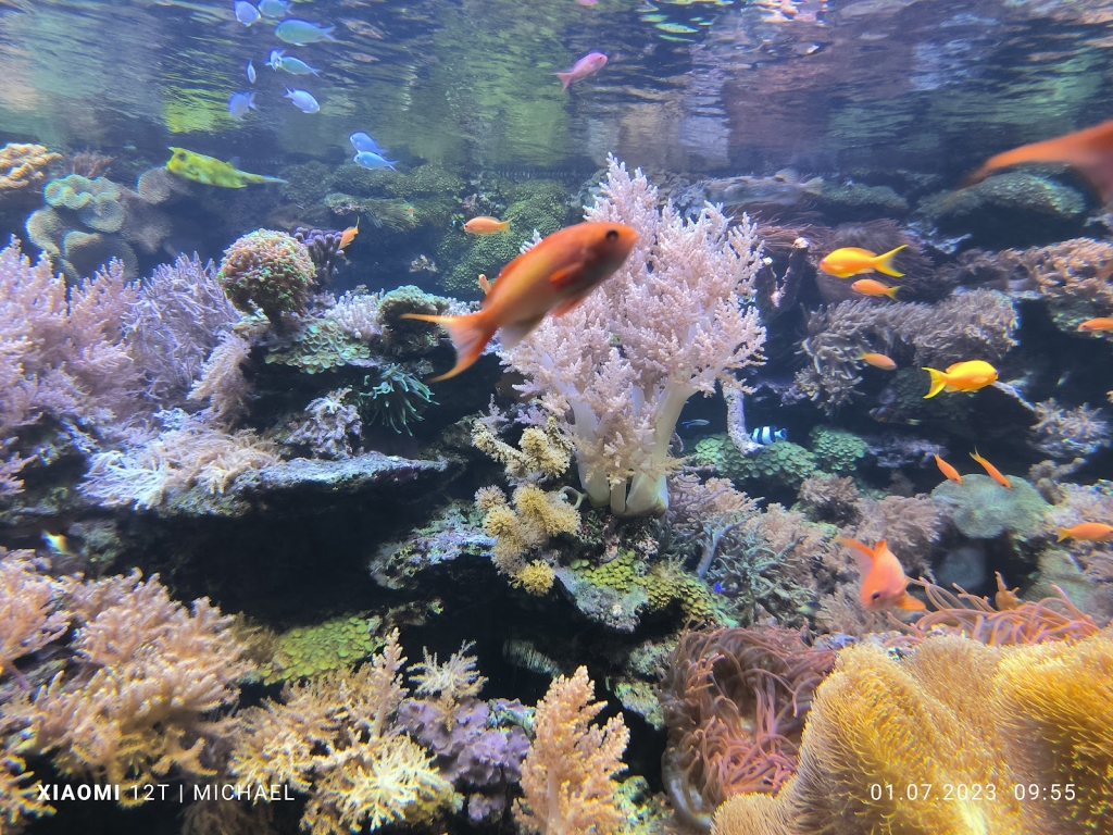 Acuario