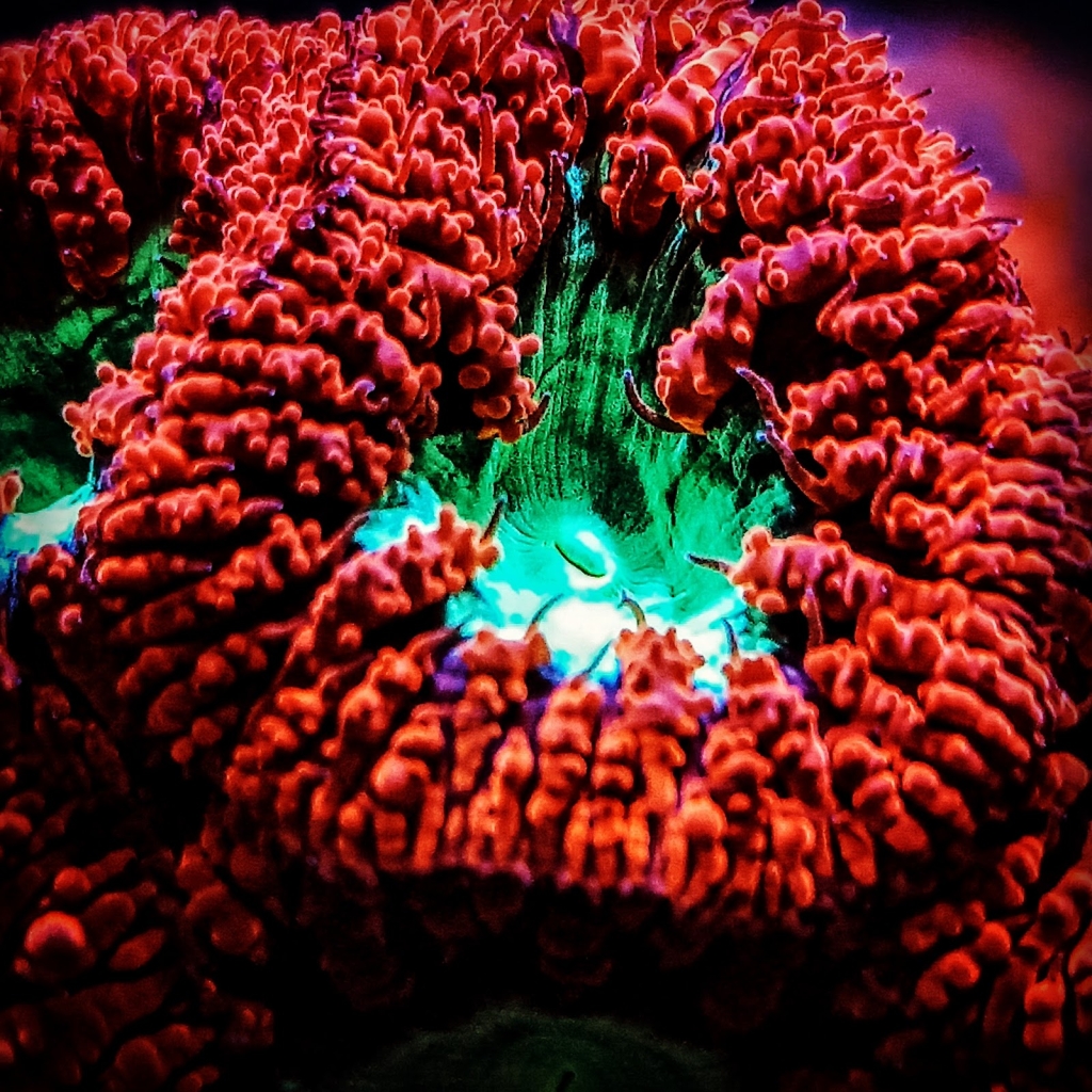 Coral Master Alemania