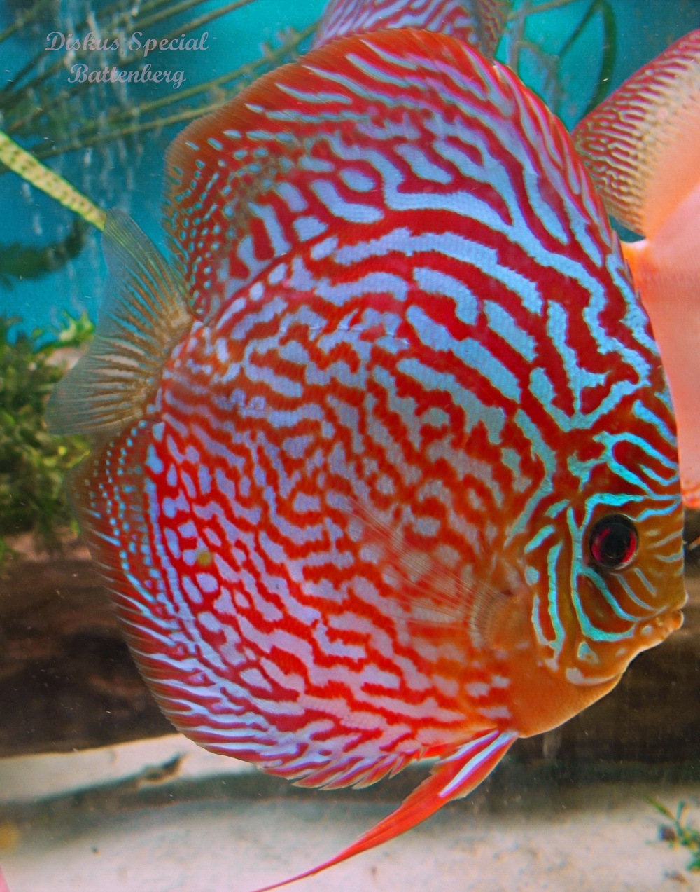 Discus Special Battenberg
