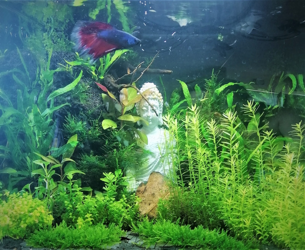 Shrimp Garden-Bavaria