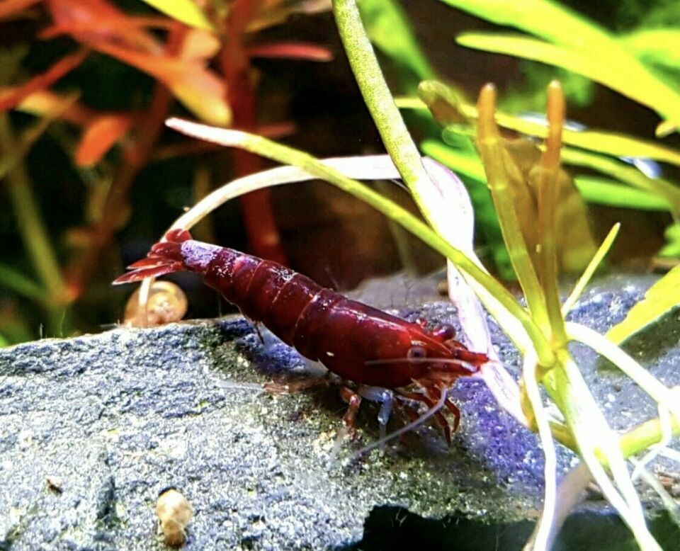 Koalas Gambas