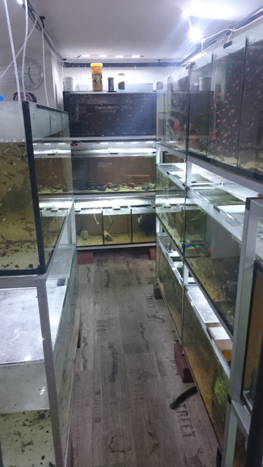 Ritter's Invertebrate Breeding